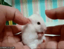 Die witzigsten Gif-Bilder aus dem Netz: Happy Birthday GIF! Die animierten Bilder werden 25 Jahre alt!