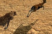 HakunaMatata: Safari in Afrika