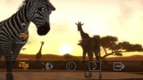 Afrika: Video vom ersten Trip in die Wildnis