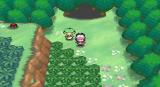 Pokémon Schwarz und Weiß: 2 Millionen verkaufte Exemplare in den USA
