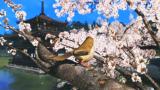 Wii U: Neues Video zeigt beeindruckende Grafik anhand der Garden Tech Demo