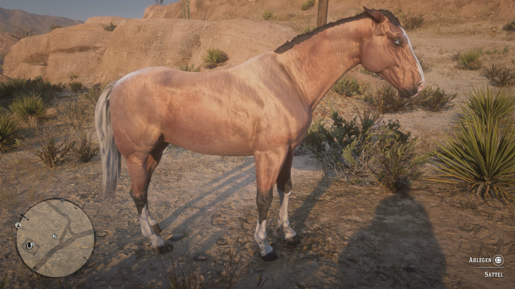 American Standardbred<br>
Silberschweif-Buckskin