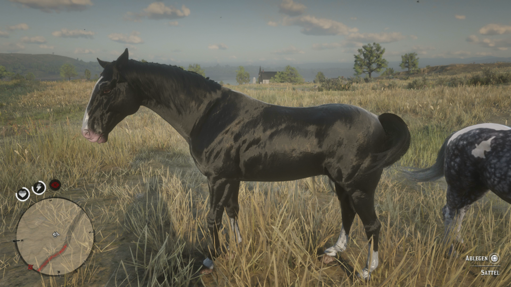 Kentucky Saddler<br>
Rappe
