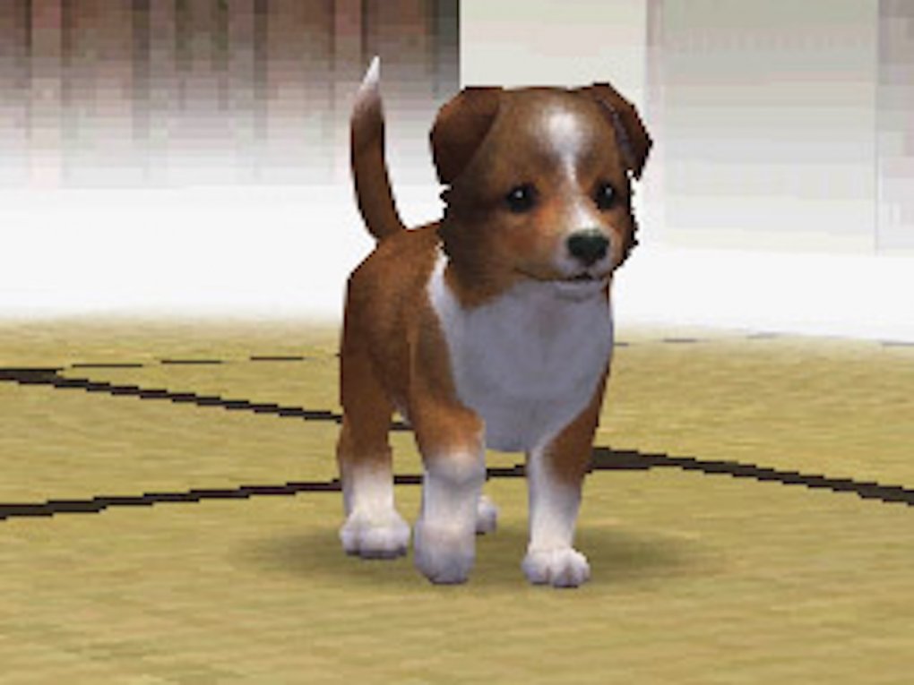 Miyamoto liebt Shetland Sheepdogs und züchtet in seiner Freizeit sogar selbst Hunde. Diese Liebe zum besten Freund des Menschen war letztendlich auch der Grund, warum er Nintendogs (2005) auf den Weg brachte.