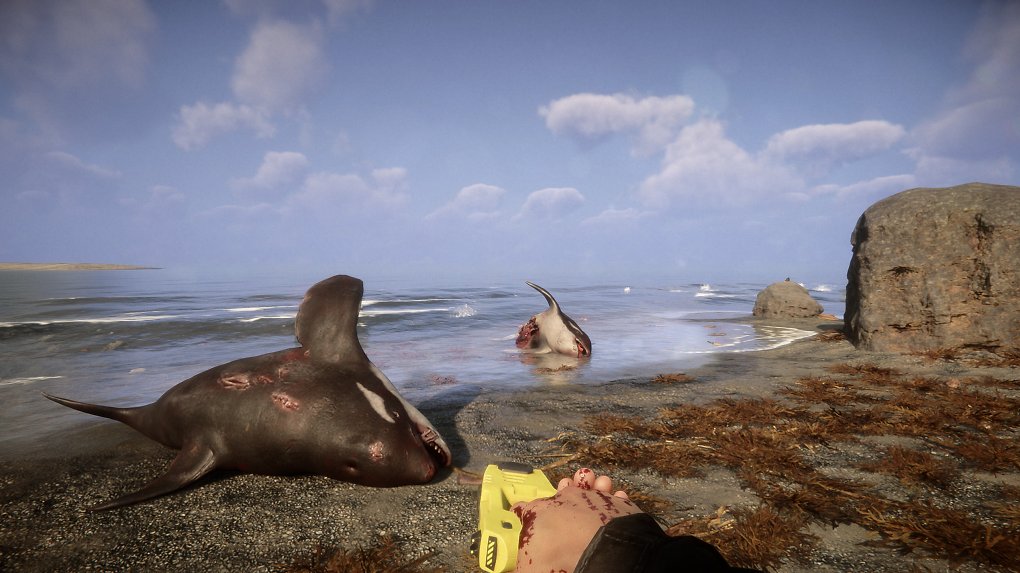 Zwei Wale liegen tot am Strand