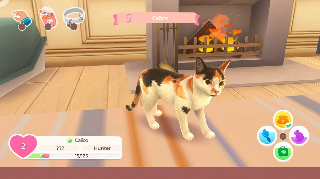 Katze in Nahaufnahme