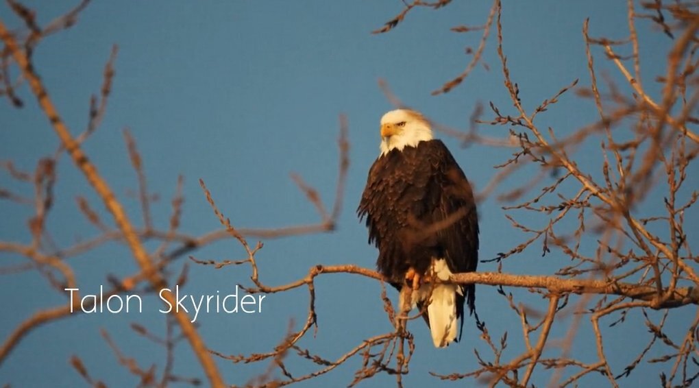 Ein Adler