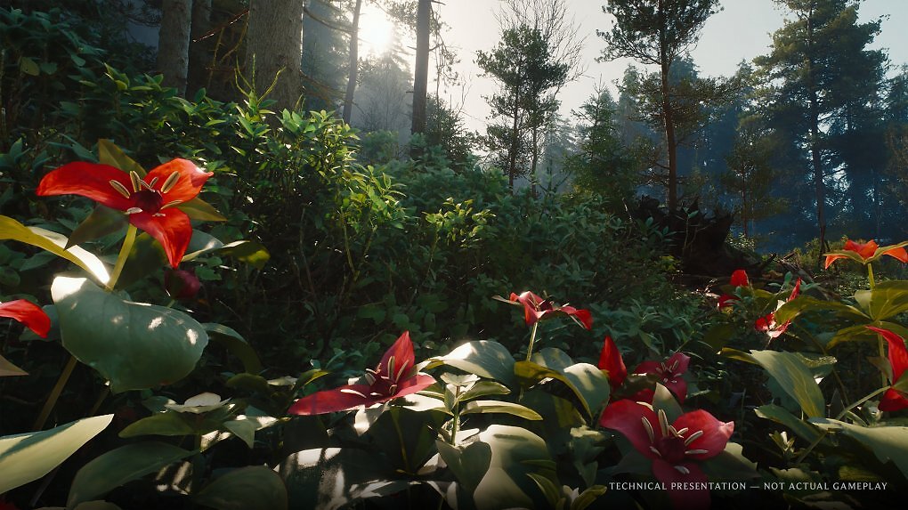 Dichte Vegetation in einem Wald in The Witcher 4.