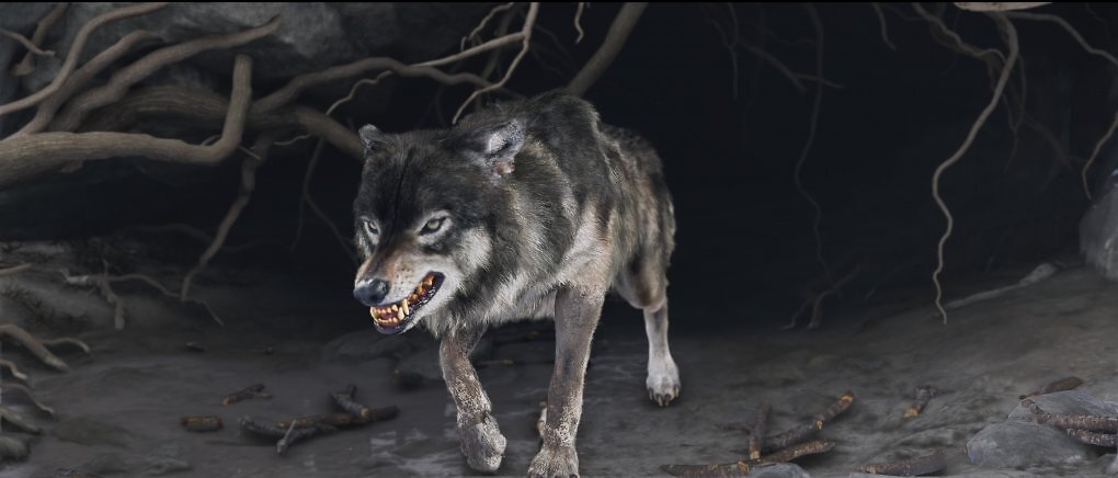 Der Wolf kommt Zähne fletschend aus einer Wurzel behangenen Höhle.