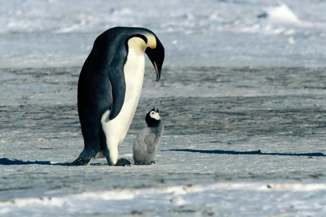 [08/11/2006] Menschliche Züge: Die Kaiserpinguine 