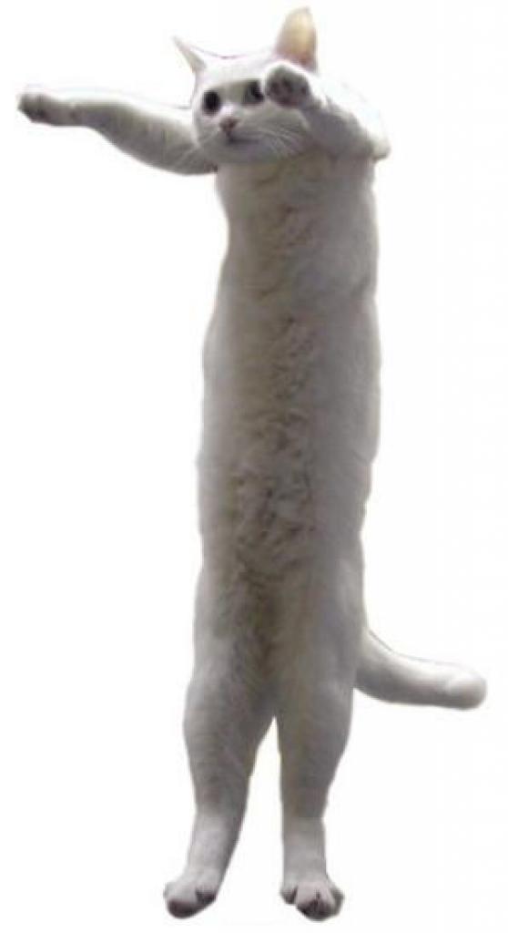 [12/08/2009] Longcat ist ein Mem!