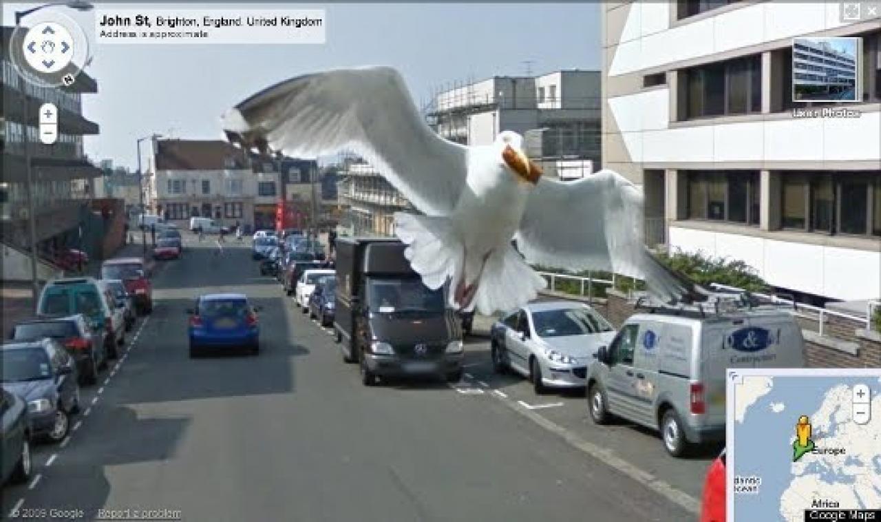 [01/10/2010] Oha! Da hat es die Möwe wohl auf die Kamera abgesehen ... 