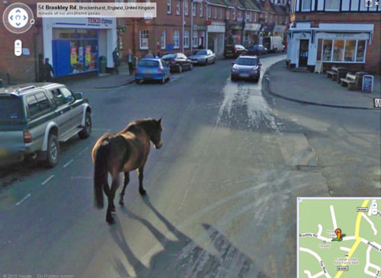 [01/10/2010] Dieses Pferd in England sucht wohl den Mann mit dem Pferdekopf von weiter oben.
