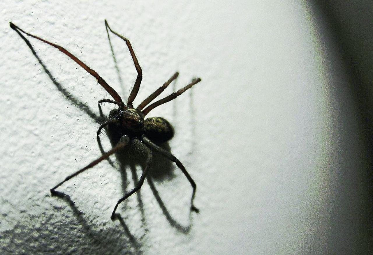 [15/10/2010] Arachnophobiker können mithilfe einer Simulation ihre Angst vor Spinnen bekämpfen