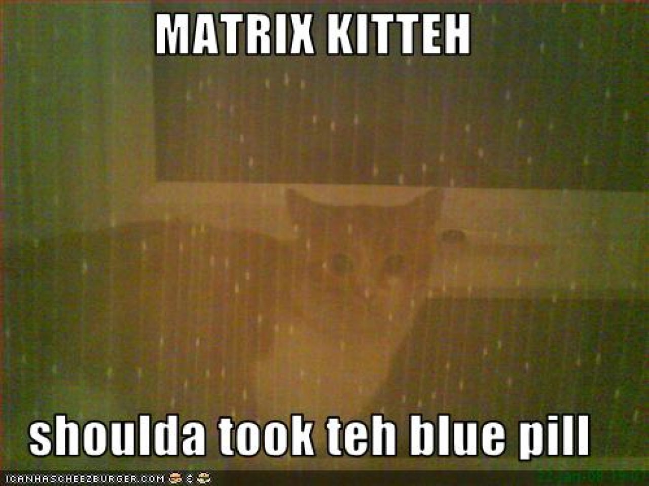 [22/10/2010] Lolcats sind ein echtes Internetphänomen: Obwohl es schon über hundert Jahre witzige Bilder mit Katzen gibt, ging der Boom erst 2007 so richtig los. Mittlerweile gehört icanhascheezburger.com, Ursprungsort der lolcats, zu den erfolgreichsten Seiten weltweit. (14)
