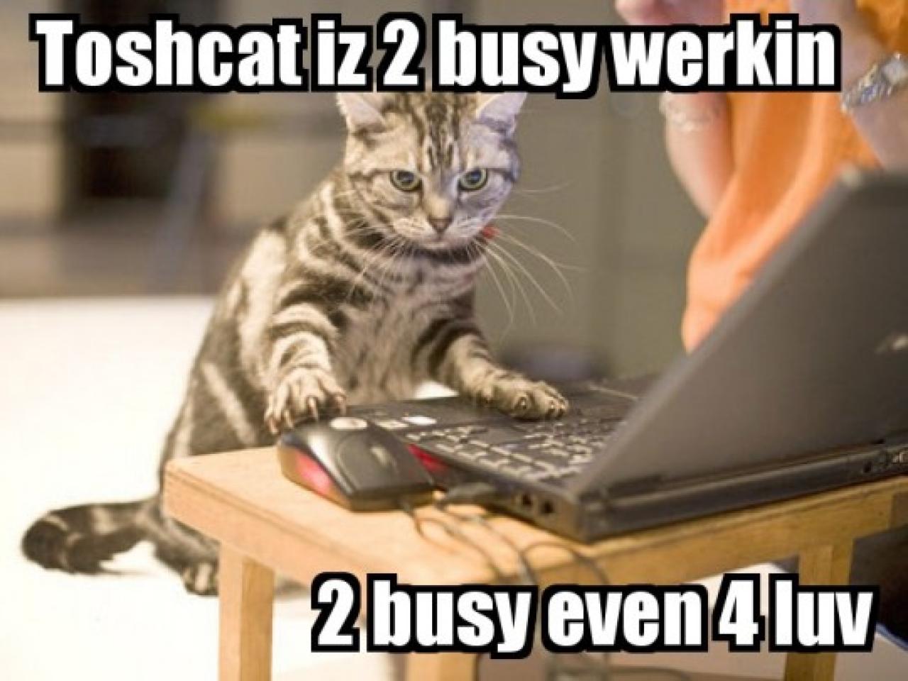 [22/10/2010] Lolcats sind ein echtes Internetphänomen: Obwohl es schon über hundert Jahre witzige Bilder mit Katzen gibt, ging der Boom erst 2007 so richtig los. Mittlerweile gehört icanhascheezburger.com, Ursprungsort der lolcats, zu den erfolgreichsten Seiten weltweit. (20)