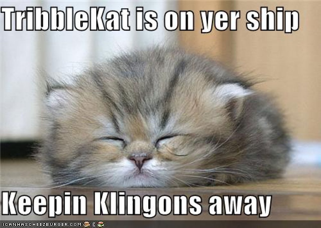 [22/10/2010] Lolcats sind ein echtes Internetphänomen: Obwohl es schon über hundert Jahre witzige Bilder mit Katzen gibt, ging der Boom erst 2007 so richtig los. Mittlerweile gehört icanhascheezburger.com, Ursprungsort der lolcats, zu den erfolgreichsten Seiten weltweit. (21)