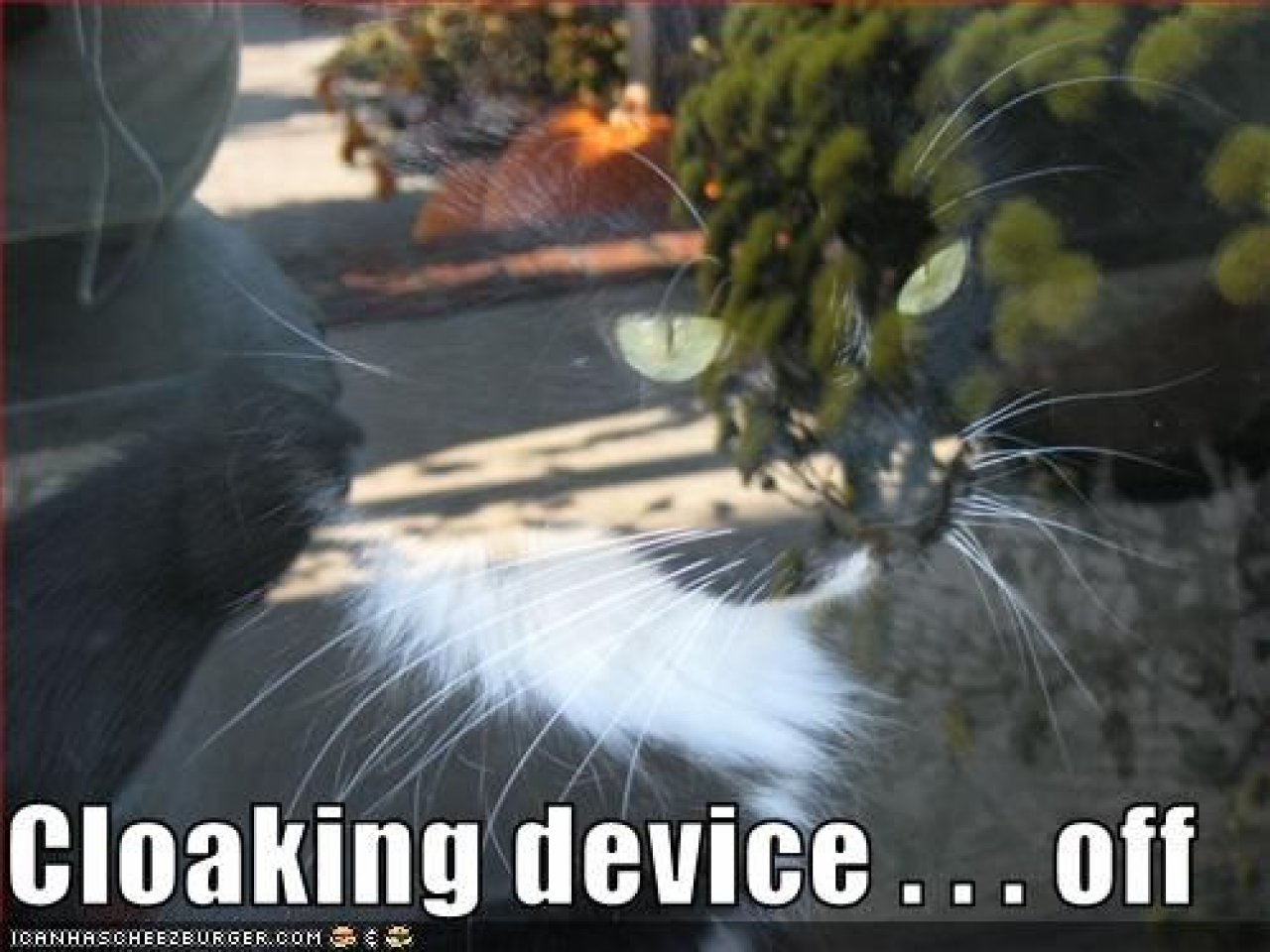 [22/10/2010] Lolcats sind ein echtes Internetphänomen: Obwohl es schon über hundert Jahre witzige Bilder mit Katzen gibt, ging der Boom erst 2007 so richtig los. Mittlerweile gehört icanhascheezburger.com, Ursprungsort der lolcats, zu den erfolgreichsten Seiten weltweit. (3)
