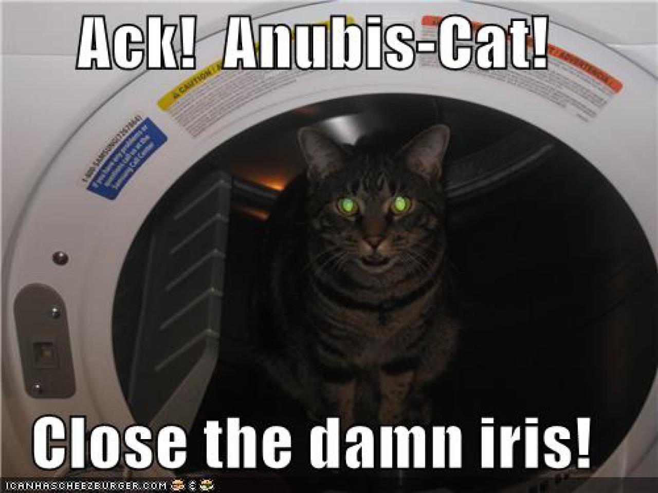 [22/10/2010] Lolcats sind ein echtes Internetphänomen: Obwohl es schon über hundert Jahre witzige Bilder mit Katzen gibt, ging der Boom erst 2007 so richtig los. Mittlerweile gehört icanhascheezburger.com, Ursprungsort der lolcats, zu den erfolgreichsten Seiten weltweit. (5)