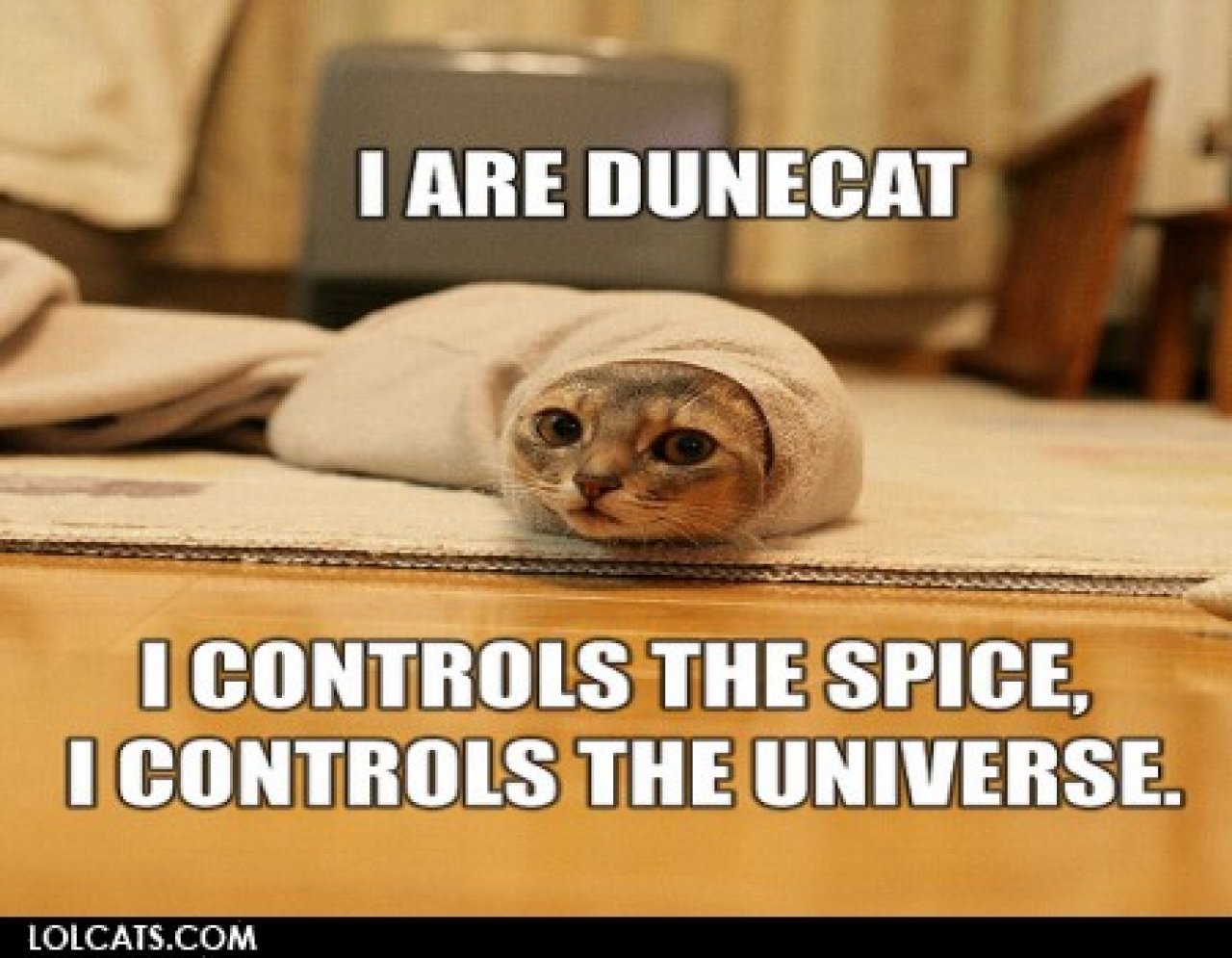 [22/10/2010] Lolcats sind ein echtes Internetphänomen: Obwohl es schon über hundert Jahre witzige Bilder mit Katzen gibt, ging der Boom erst 2007 so richtig los. Mittlerweile gehört icanhascheezburger.com, Ursprungsort der lolcats, zu den erfolgreichsten Seiten weltweit. (8)