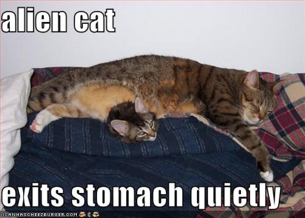 [22/10/2010] Lolcats sind ein echtes Internetphänomen: Obwohl es schon über hundert Jahre witzige Bilder mit Katzen gibt, ging der Boom erst 2007 so richtig los. Mittlerweile gehört icanhascheezburger.com, Ursprungsort der lolcats, zu den erfolgreichsten Seiten weltweit. (9)
