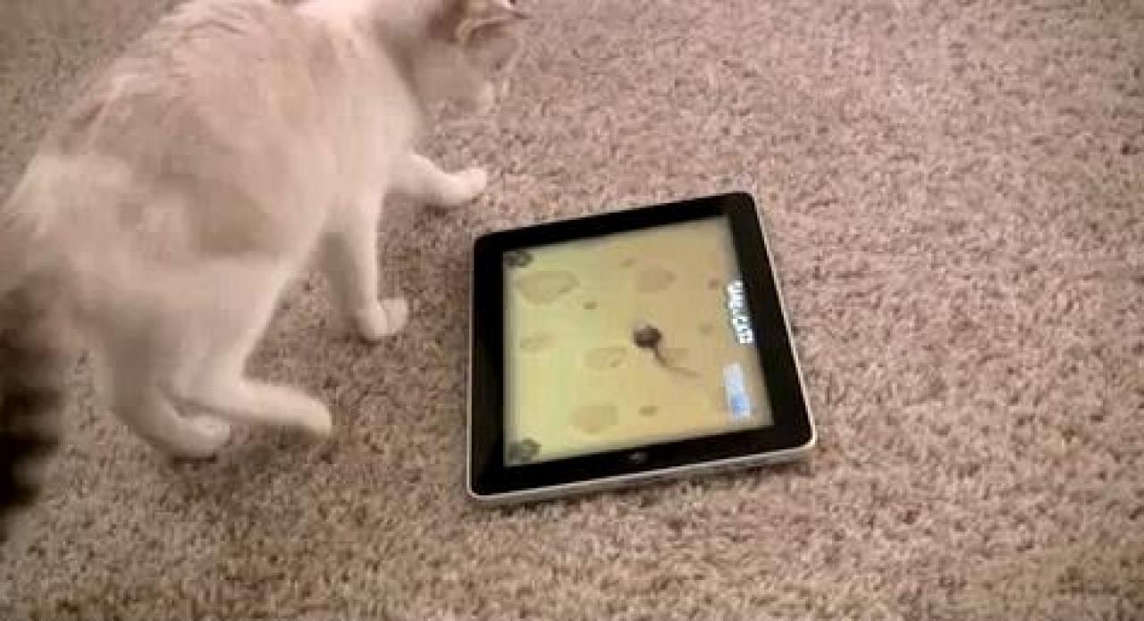 [17/12/2010] Meine Katze ist über die Tastatur gelaufen Natürlich! Und sie hat das 