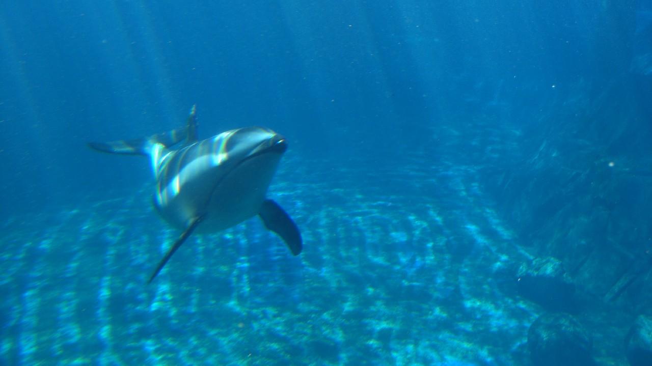 [13/05/2011] Impressionen aus dem Aquarium in Vancouver