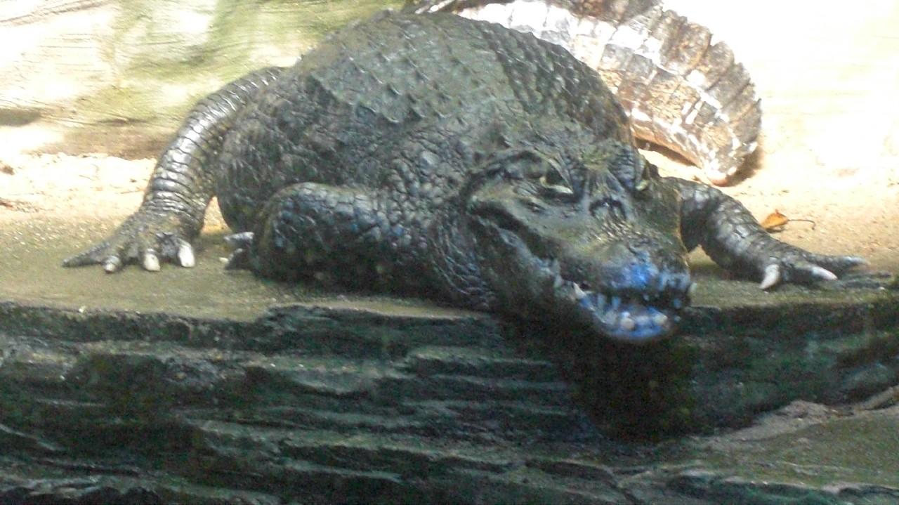 [13/05/2011] Impressionen aus dem Aquarium in Vancouver