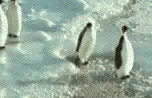 [08/07/2011] Hier findet ihr unsere Übersicht der lustigsten animierten gif-Bilder. Egal ob Fails, Wins oder einfach nur Klamauk, hier gibt's was zu lachen. (20)