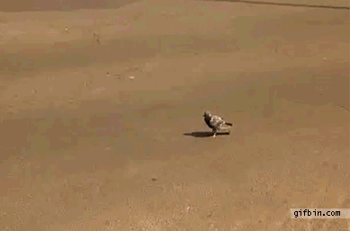 [08/07/2011] Hier findet ihr unsere Übersicht der lustigsten animierten gif-Bilder. Egal ob Fails, Wins oder einfach nur Klamauk, hier gibt's was zu lachen. (19)