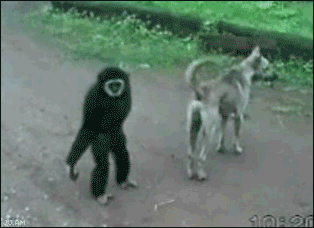 [08/07/2011] Hier findet ihr unsere Übersicht der lustigsten animierten gif-Bilder. Egal ob Fails, Wins oder einfach nur Klamauk, hier gibt's was zu lachen. (12)