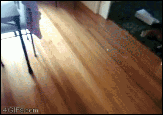 [24/08/2011] Hier findet ihr unsere Übersicht der lustigsten animierten gif-Bilder. Egal ob Fails, Wins oder einfach nur Klamauk, hier gibt's was zu lachen. (9)