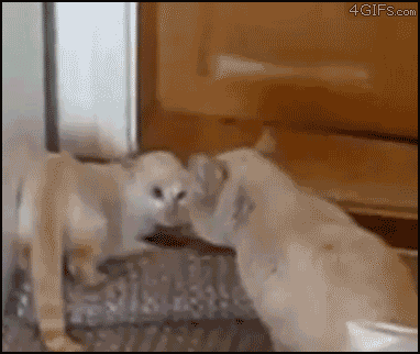 [12/12/2011] Stunt-Fails, lustige Katzen und Chuck Norris - Wir zeigen euch lustige gif-Bilder in unserem Update. (2)