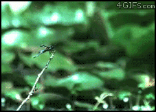 [12/12/2011] Stunt-Fails, lustige Katzen und Chuck Norris - Wir zeigen euch lustige gif-Bilder in unserem Update. (6)