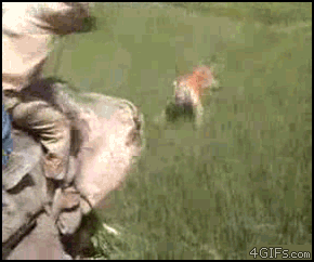 [07/03/2012] Lustige neue Gifs haben den Weg in unsere Galerie gefunden - heute mit vielen Katzen und jeder Menge Glück im Unglück. (10)