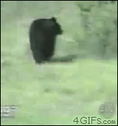 [07/03/2012] Lustige neue Gifs haben den Weg in unsere Galerie gefunden - heute mit vielen Katzen und jeder Menge Glück im Unglück. (1)