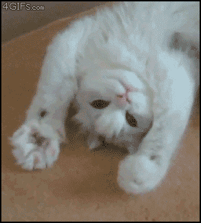 [07/03/2012] Lustige neue Gifs haben den Weg in unsere Galerie gefunden - heute mit vielen Katzen und jeder Menge Glück im Unglück. (3)
