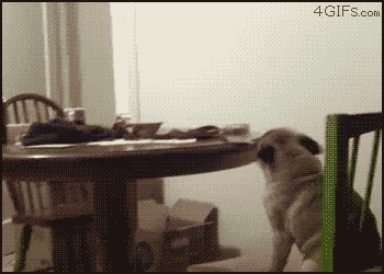 [07/03/2012] Lustige neue Gifs haben den Weg in unsere Galerie gefunden - heute mit vielen Katzen und jeder Menge Glück im Unglück. (5)