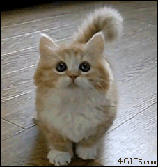 [07/03/2012] Lustige neue Gifs haben den Weg in unsere Galerie gefunden - heute mit vielen Katzen und jeder Menge Glück im Unglück. (6)