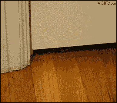 [07/03/2012] Lustige neue Gifs haben den Weg in unsere Galerie gefunden - heute mit vielen Katzen und jeder Menge Glück im Unglück. (7)