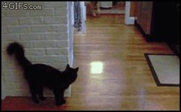 [07/03/2012] Lustige neue Gifs haben den Weg in unsere Galerie gefunden - heute mit vielen Katzen und jeder Menge Glück im Unglück. (8)