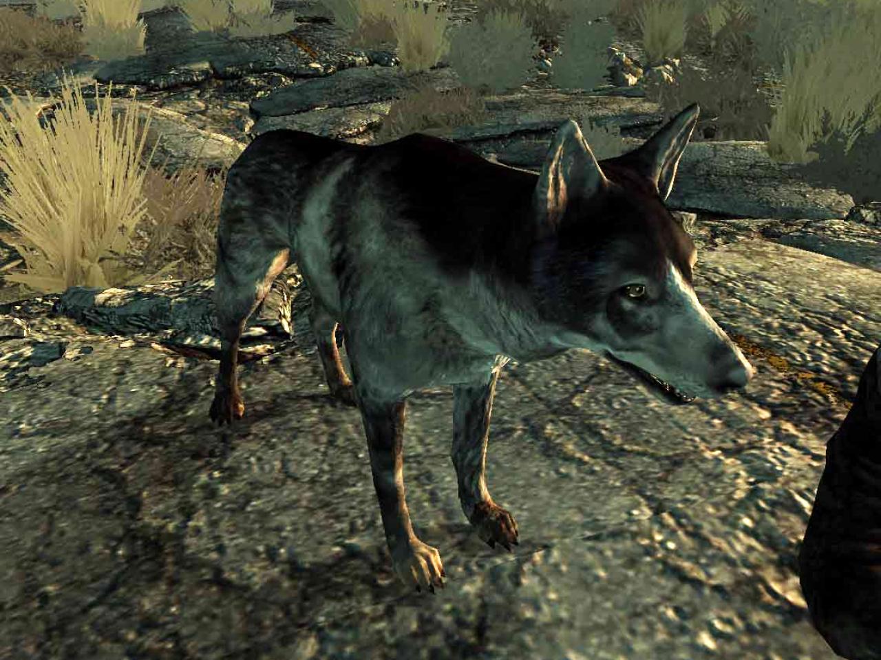 [30/08/2013] Der unersetzliche Begleiter des Lone Warriors aus Fallout 3 kommt ebenfalls auf vier pelzigen Beinen daher. Dogmeat hilft uns dabei, Items zu schnappen, Gegenstände zu verstauen und Feinde zu massakrieren. Eine unvergleichlich loyale Gesellschaft, die uns niemals im Stich lässt!