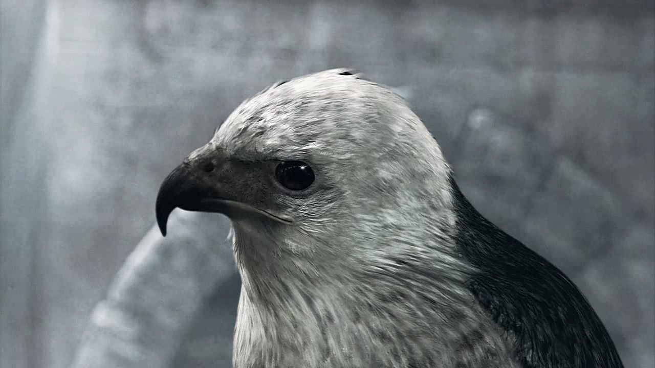 [04/11/2022] Der Adler spielt eine wichtige Rolle in der Präsentation des Hauptcharakters und in der Stilistik von Assassin’s Creed. Beispielsweise trefft ihr die Raubvögel auch beim Erklimmen von Aussichtspunkten.&nbsp;