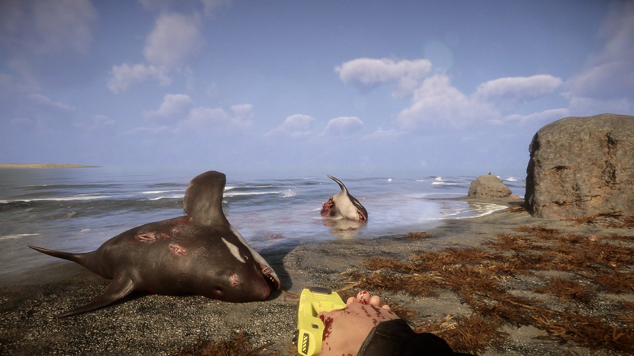 Zwei Wale liegen tot am Strand
