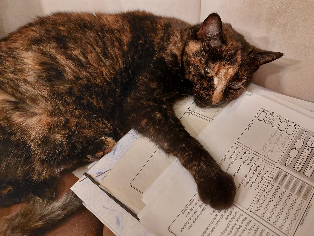 Eine Katze liegt auf einem D&D-Charakterbogen.