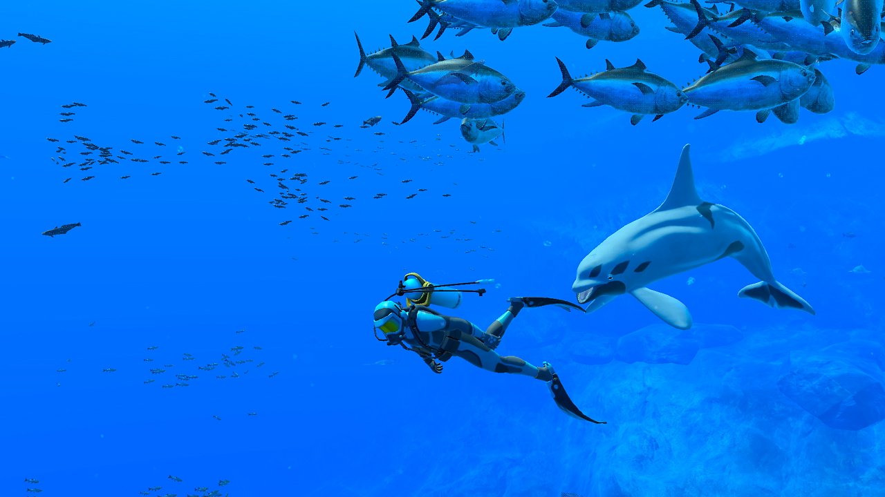 Tauchen mit einem Delfin