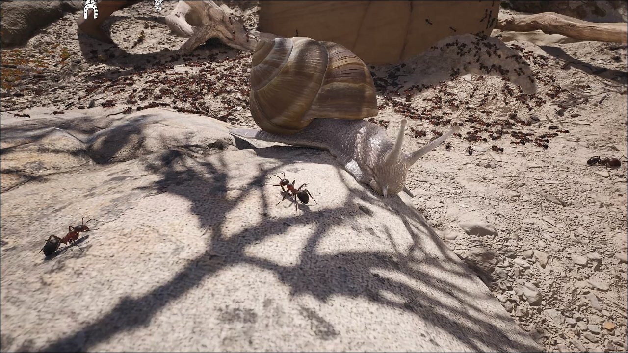 Eine gewaltige Schnecke wandert an einer Ameisenkolonie entlang.
