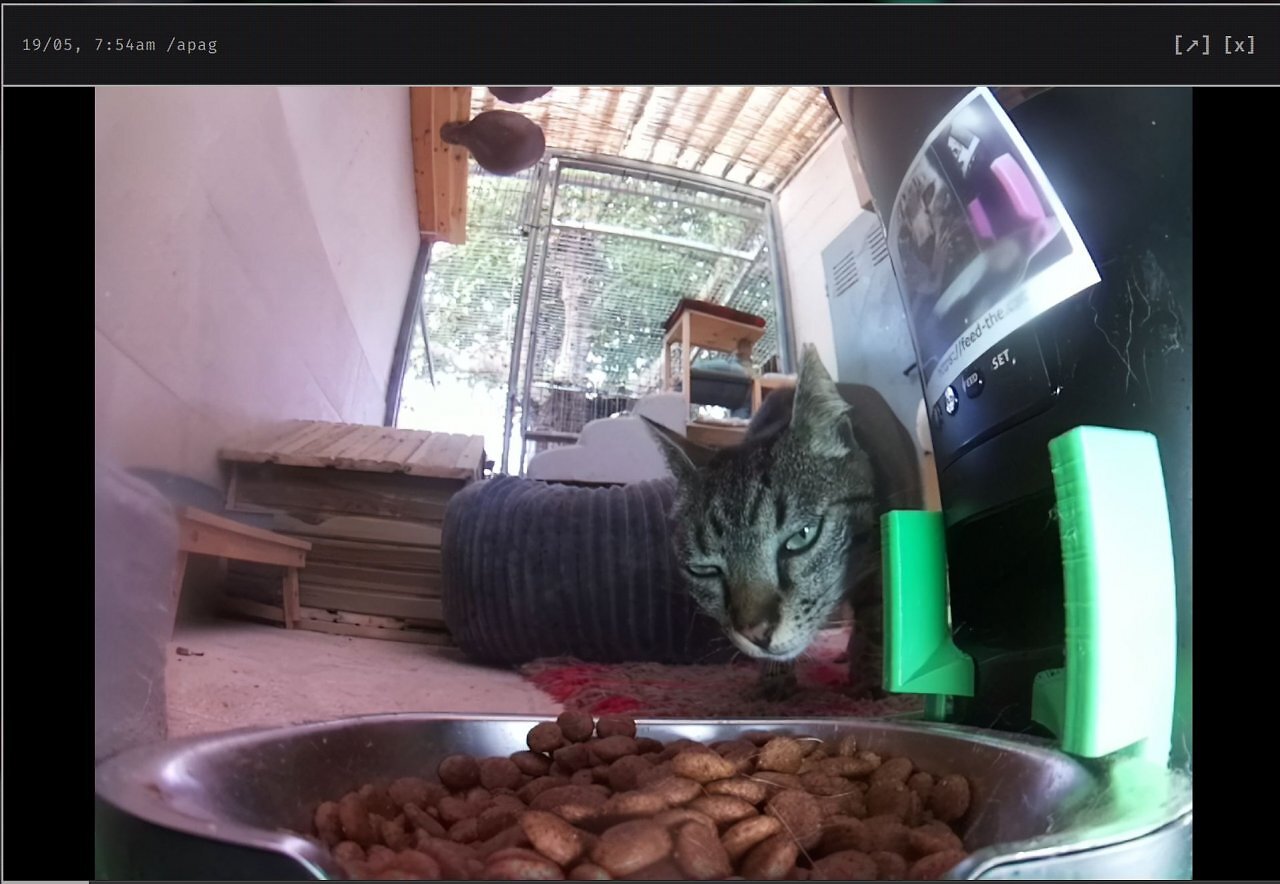 [19/05/2026] Twitch war gestern: Diese Livestream-Seite lässt euch echte Katzen weltweit füttern (2)