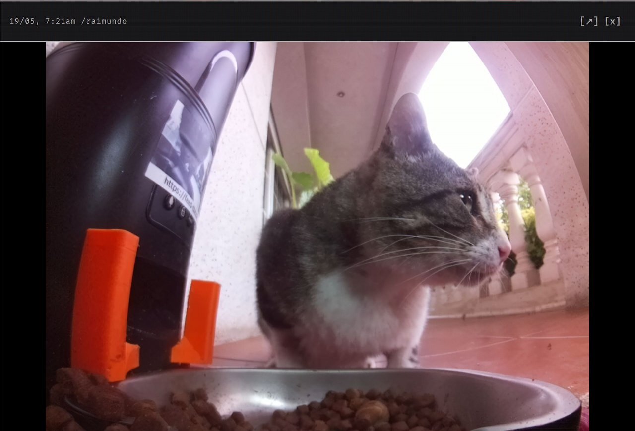 [19/05/2026] Twitch war gestern: Diese Livestream-Seite lässt euch echte Katzen weltweit füttern (1)