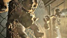 Resident Evil 7 Biohazard ​Vorschau: Die Lantern-Demo plus Entwickler-Interview